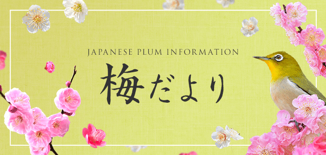 梅だより