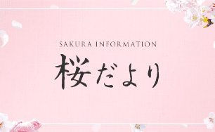 桜だより