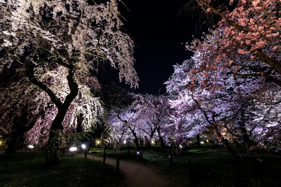 提供：京都府立植物園