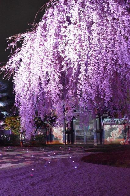 しだれ桜の見ごろは3月下旬～4月初め