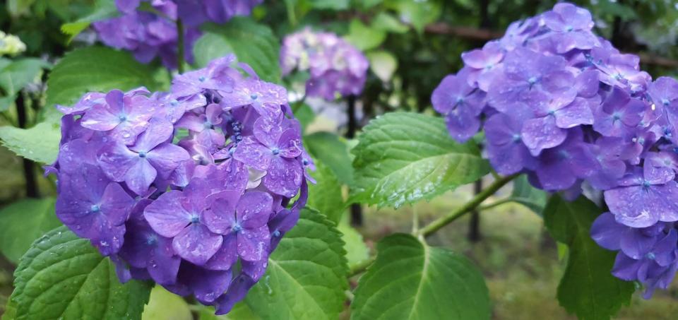 6月は庭園内のあじさいが見ごろとなります！